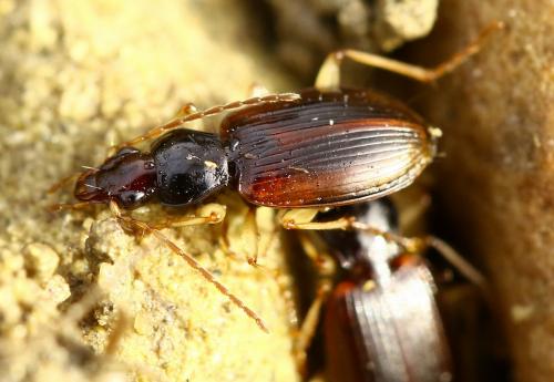 Réf. 225 944 : Paranchus albipes